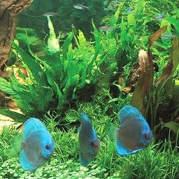 Poissons et aquariums