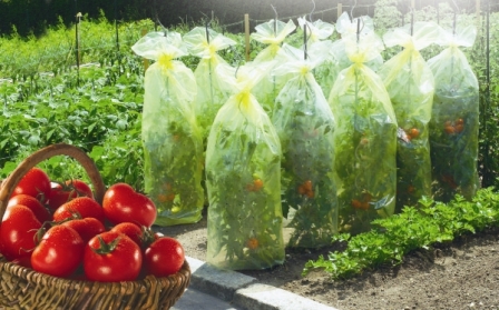 housse de croissance tomates ldpe 50 microns 0,60x10m - NORTENE
