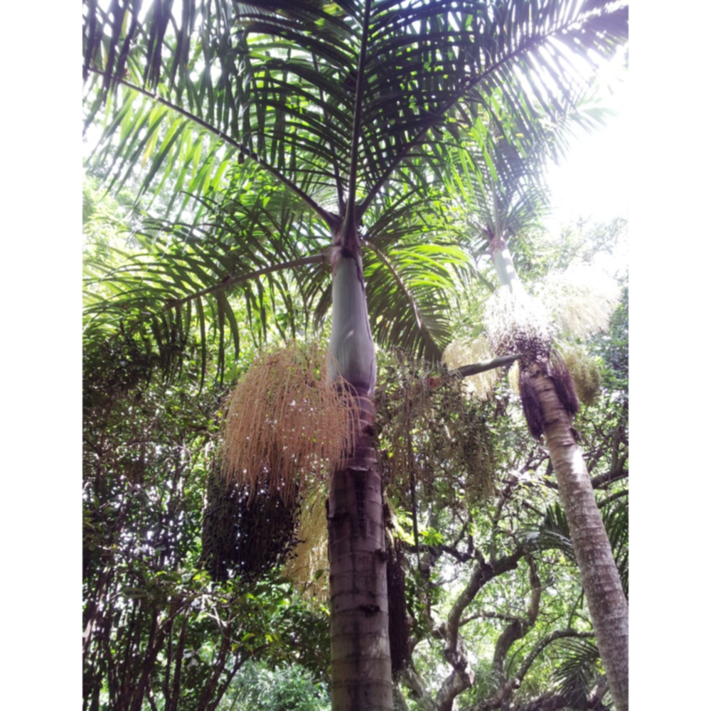 Palmier de Rodrigues
