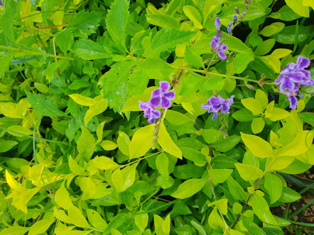 Duranta doré / vert / panaché 80 cm