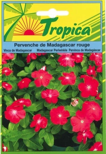 Pervenche de madagascar rouge - TROPICA