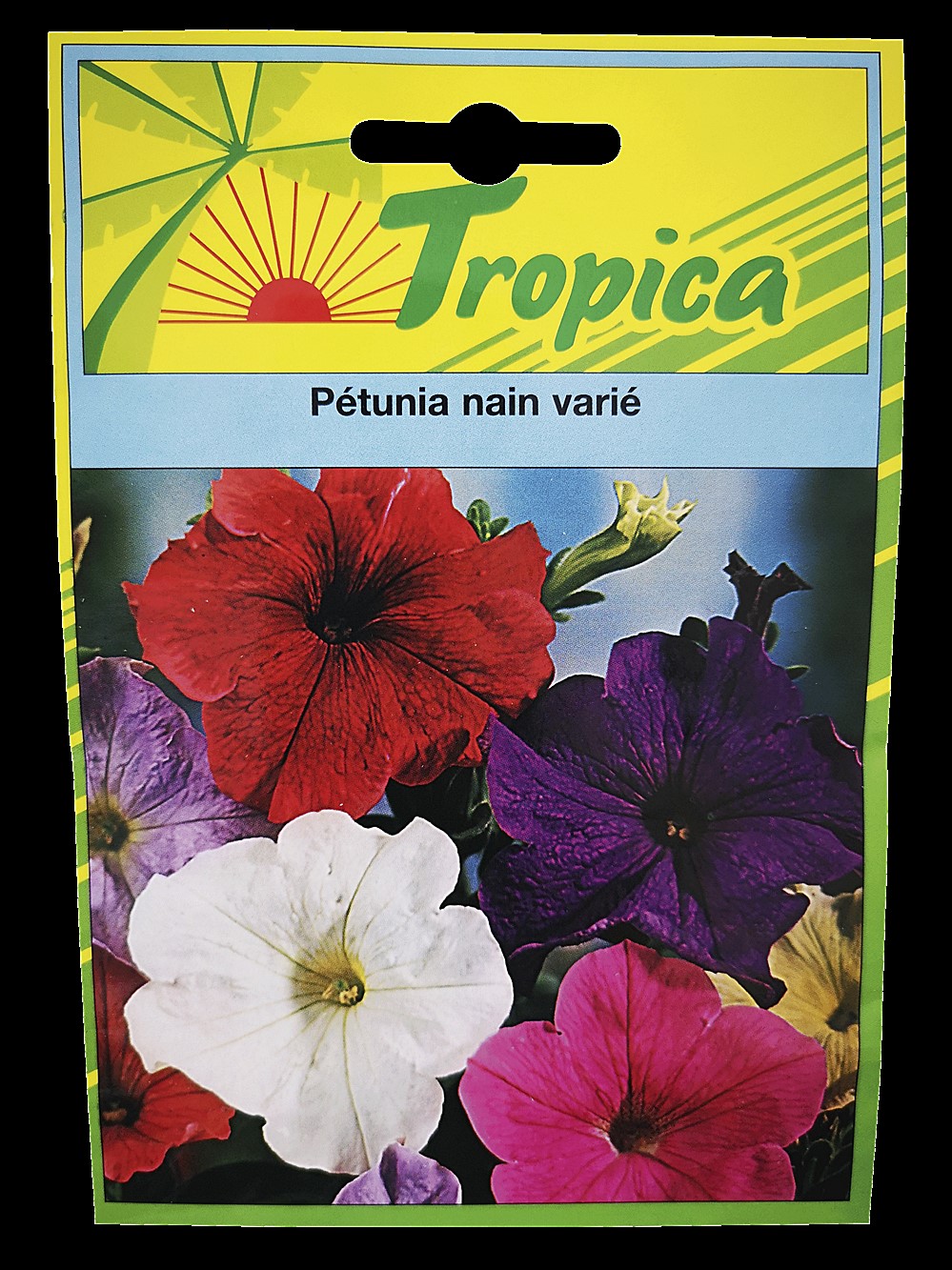 Pétunia nain varié - TROPICA