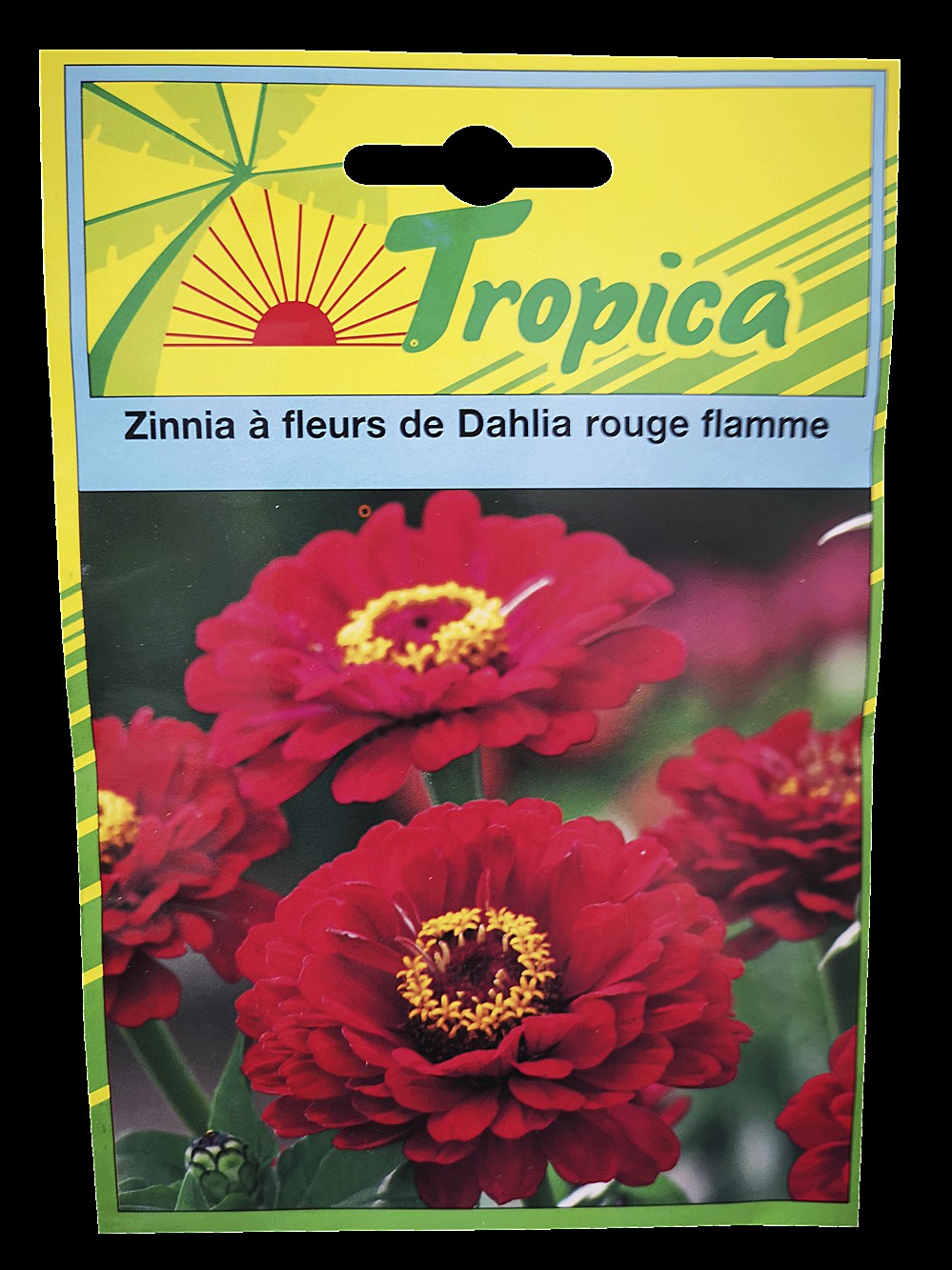 Zinnia à fleurs de Dahlia rouge flamme - TROPICA