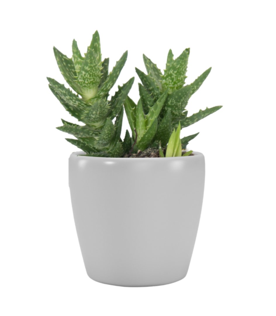 Cache-pot Cactus Núbia 8 cm gris clair - ARTEVASI