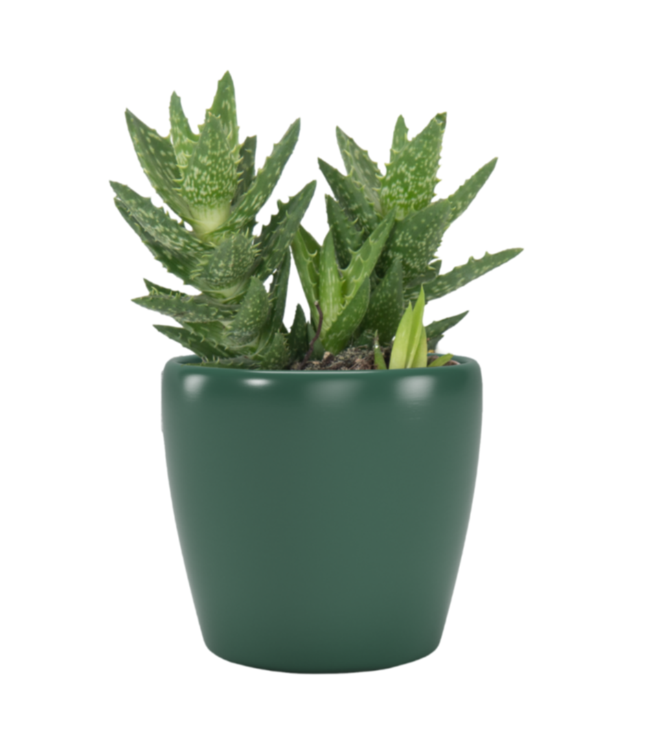 Cache-pot Cactus Núbia 10 cm vert foncé - ARTEVASI