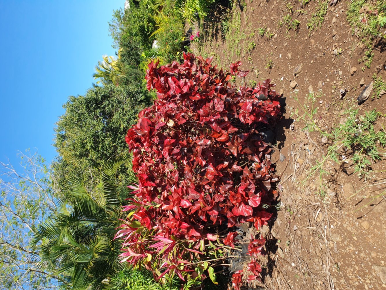 Acalypha rouge 80 cm