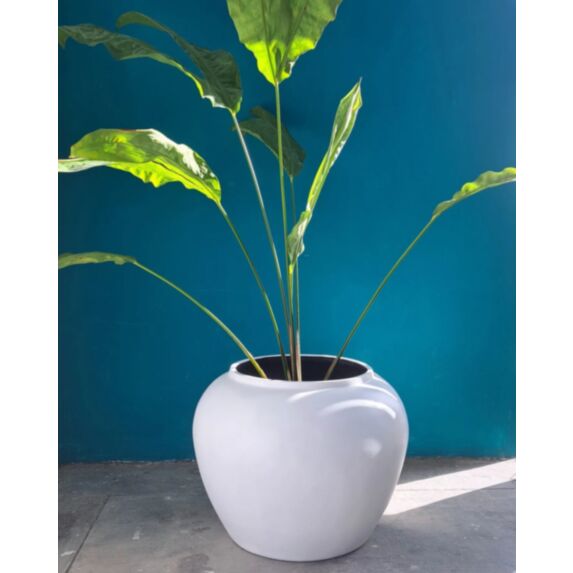 Pot en fibre de verre Monstera blanc - BLACK POT