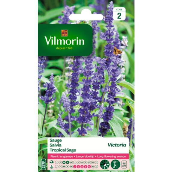 Graines Sauge Victoria - VILMORIN
