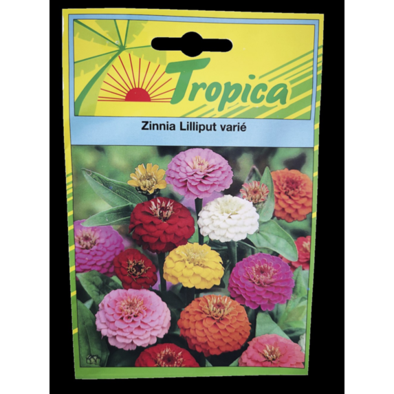 Zinnia Liliput - TROPICA