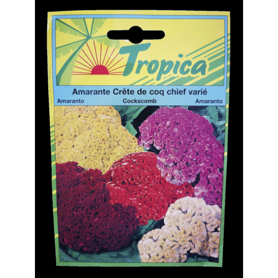 Amarante Crête de coq chief varié - TROPICA