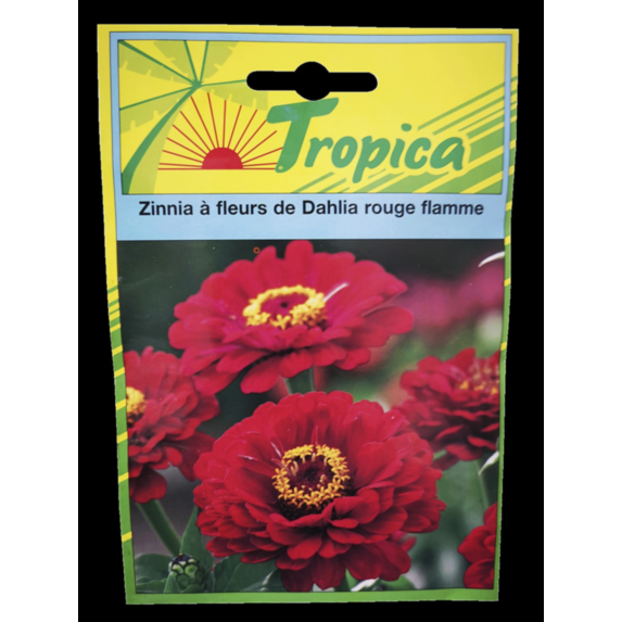 Zinnia à fleurs de Dahlia rouge flamme - TROPICA