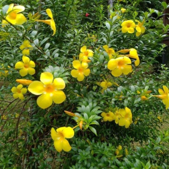 Allamanda jaune