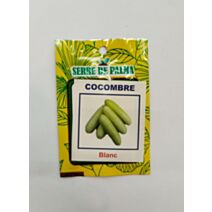 Graines de concombre