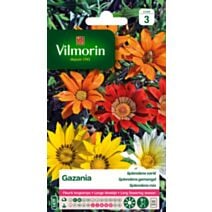 Graines Gazania Splendens Varié - VILMORIN