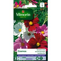 Graine Cosmos Sensation varié sachet 1,2m multicolore - VILMORIN