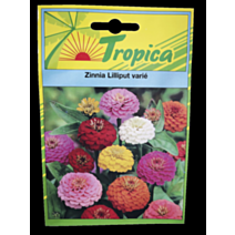 Zinnia Liliput - TROPICA