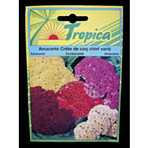 Amarante Crête de coq chief varié - TROPICA
