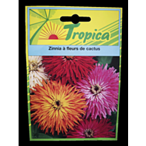 Zinnia à fleur de cactus