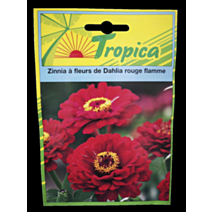 Zinnia à fleurs de Dahlia rouge flamme - TROPICA