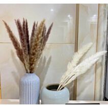 Set de 10 branches de pampas séchées 80 cm blanc/marron