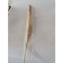 Set de 10 branches de pampas séchées 150 cm marron