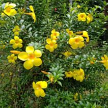 Allamanda jaune